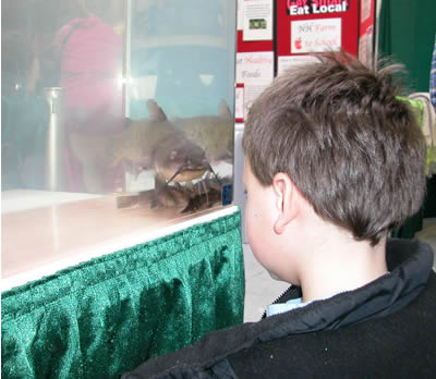 Farm and forest landscape in New Hampshire