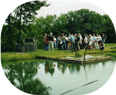 Trout swimming in a New Hampshire fish farm pond